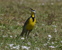 Meadowlark