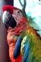 parrotl.jpg