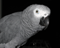 Parrot