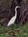 Egret