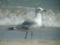 Seagull