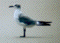 Seagull