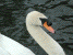 Swan