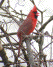 Cardinal