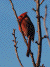 Cardinal