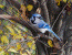 blue jay