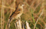 Female Blue Grosbeak