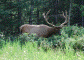 Elk