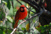 bright red cardinal