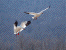 Snow Geese