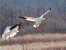 Snow Geese