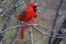 cardinal