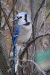 blue jay