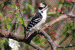 Downy Woodpecker