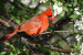 cardinal