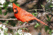 cardinal