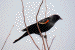 Red-Winged Blackbird