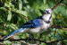 blue jay