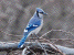 blue jay