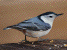 Nuthatch