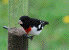 Rose-Breasted Grosbeak