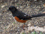 Towhee