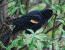 Red-Winged Blackbird