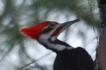 Pileated Woodpecker