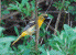 Baltimore Oriole