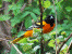 Baltimore Oriole