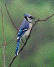 blue jay