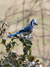 blue jay