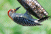 Red-Bellied Woodpecker