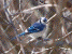 blue jay