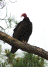 Turkey Vulture