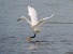 Egret