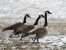 Canada Geese