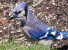 blue jay