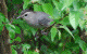 Gray Catbird