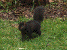 Black Squirrel