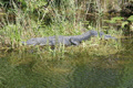 Alligator