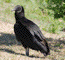 Black Vulture