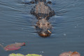 Alligator