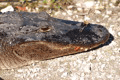 Alligator