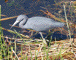 Little Blue Heron