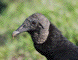 Turkey Vulture