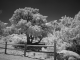 landscape infrared