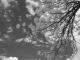 pine trees infrared