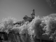 Avignon infrared