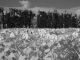Provence infrared
